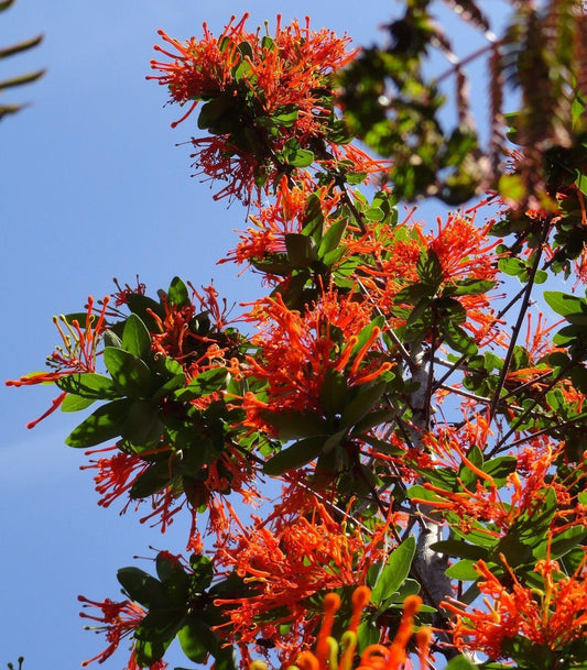 10+ Firebush - Hamelia Patens Seeds - Seed World