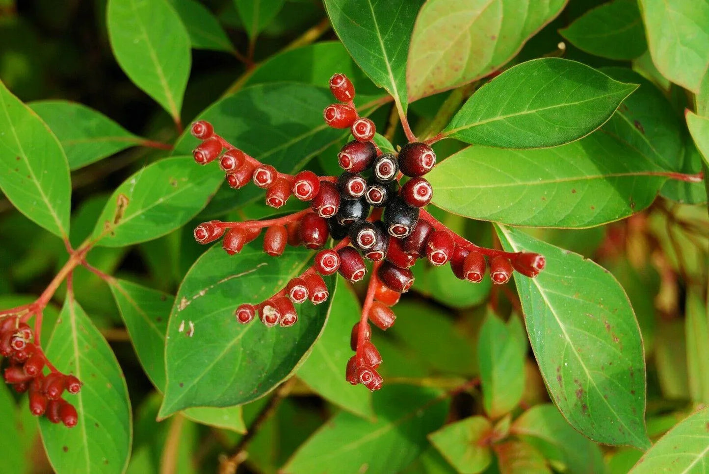 10+ Firebush - Hamelia Patens Seeds - Seed World