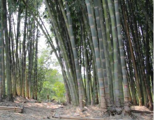 10 Giant Calcutta Bamboo Seeds - Seed World