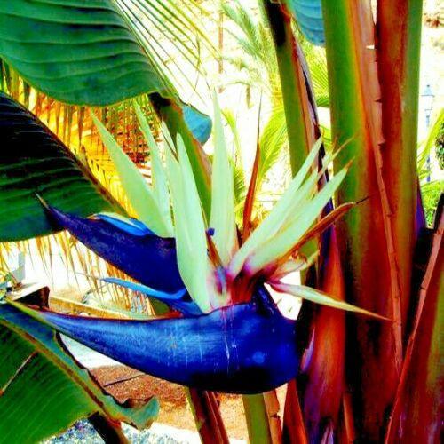 10 Giant White Bird Of Paradise Seeds - Seed World