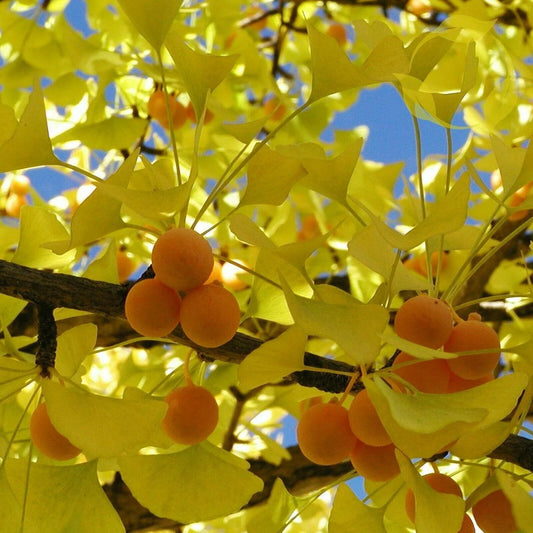 10 Ginkgo Biloba | Maidenhair Tree Seeds - Seed World