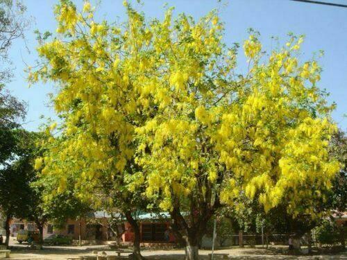 10 Golden Shower Tree Seeds - Seed World