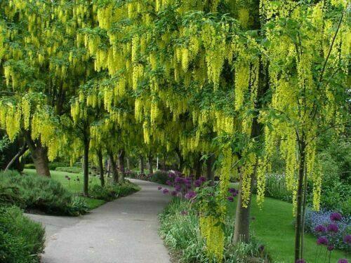 10 Golden Shower Tree Seeds - Seed World