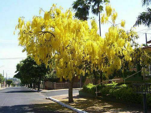10 Golden Shower Tree Seeds - Seed World