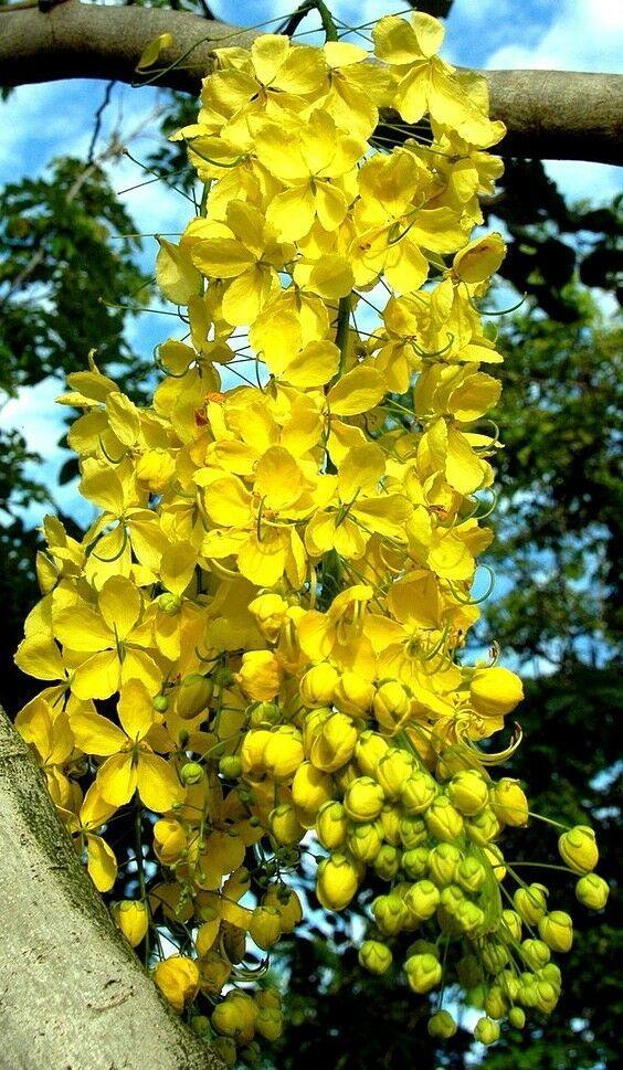 10 Golden Shower Tree Seeds - Seed World
