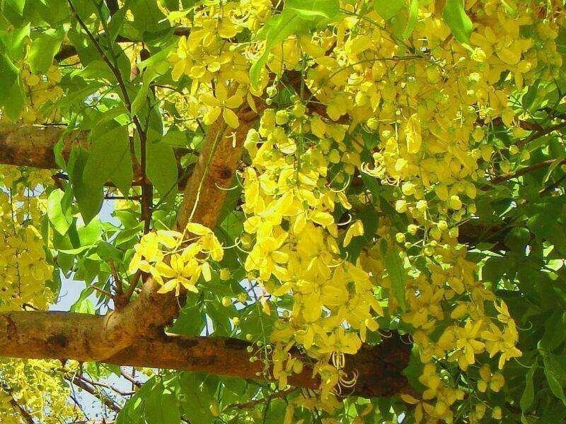 10 Golden Shower Tree Seeds - Seed World