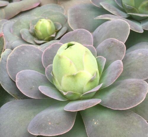 10 Greenovia Diplocycla - Succulent Mountain Rose Seeds - Seed World