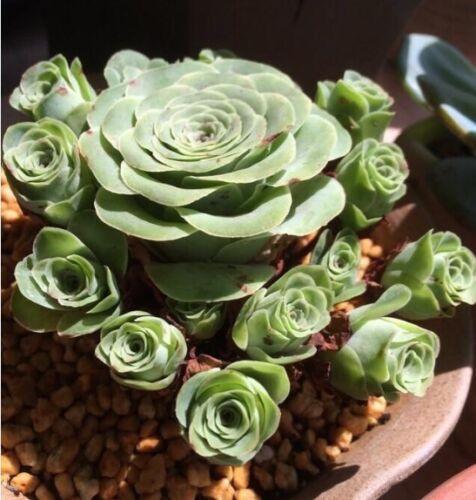 10 Greenovia Diplocycla - Succulent Mountain Rose Seeds - Seed World