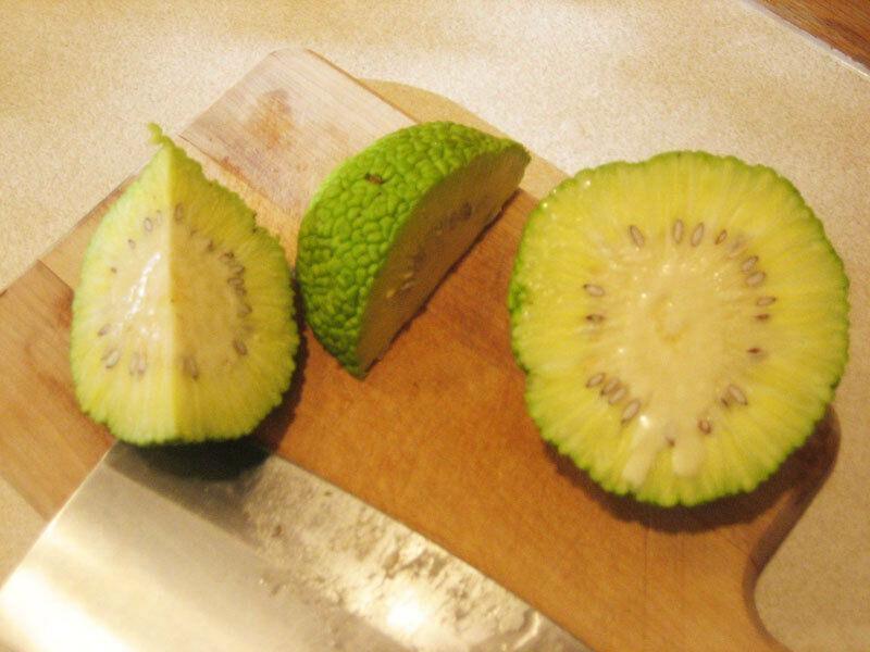 10 Hedge Apple Seeds - Seed World