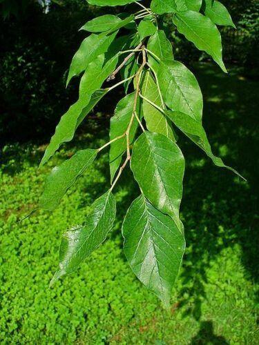 10 Hedge Apple Seeds - Seed World