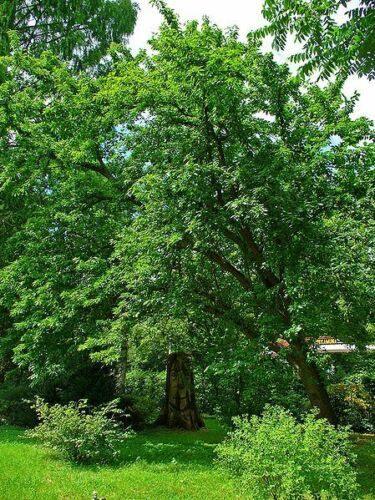 10 Hedge Apple Seeds - Seed World