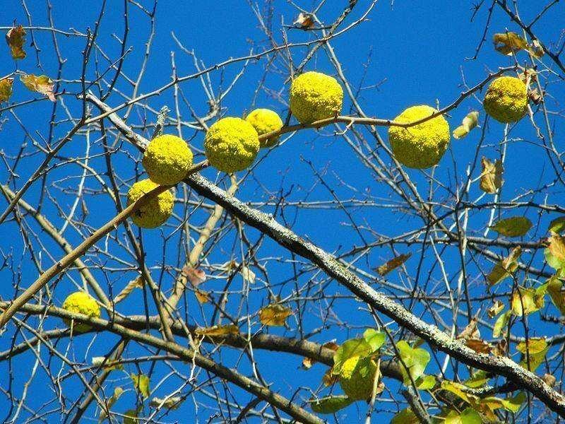 10 Hedge Apple Seeds - Seed World