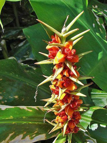 10 Hedychium Gardnerianum - Kahili Ginger Seeds - Seed World