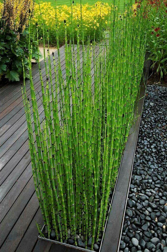 10 Horsetail Equisetum Hyemale - Live Plants - Seed World