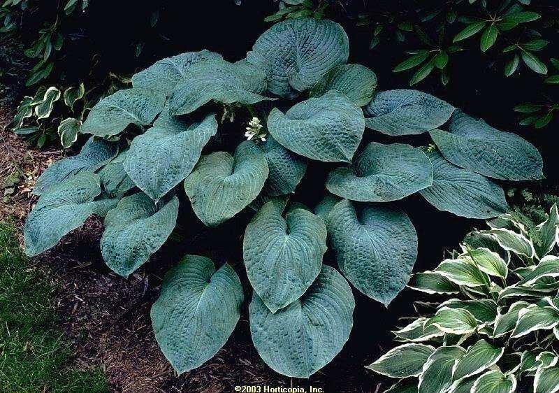 10 Hosta Elegans Shade Flower Seeds - Seed World