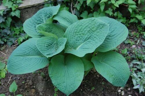 10 Hosta Elegans Shade Flower Seeds - Seed World