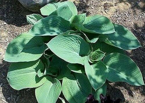 10 Hosta Elegans Shade Flower Seeds - Seed World