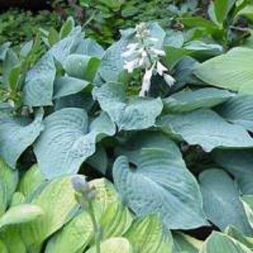10 Hosta Elegans Shade Flower Seeds - Seed World