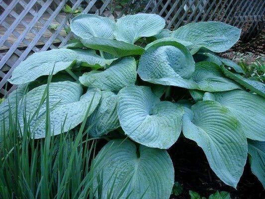10 Hosta Elegans Shade Flower Seeds - Seed World
