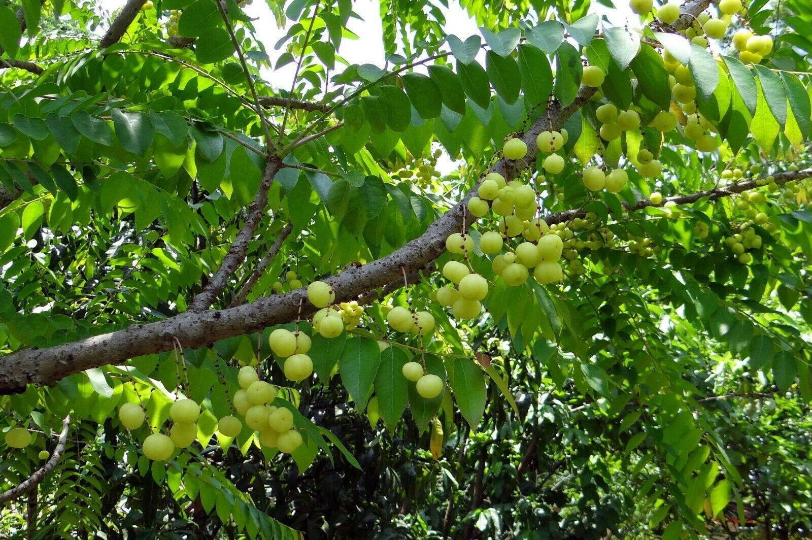 10 Indian Gooseberry Seeds - Seed World