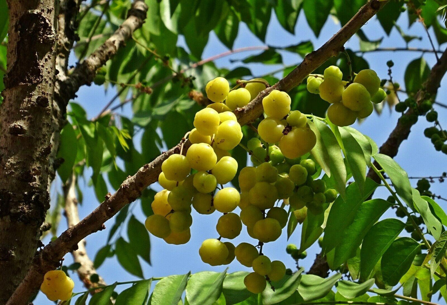 10 Indian Gooseberry Seeds - Seed World