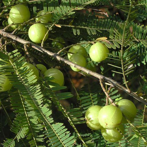 10 Indian Gooseberry Seeds - Seed World