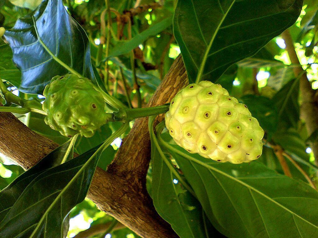 10 Indian Mulberry Noni Morinda Citrifolia Seeds - Seed World