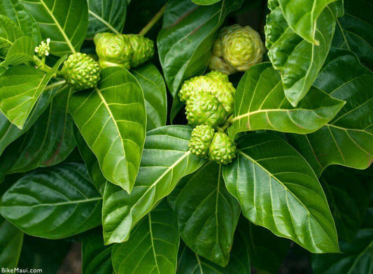 10 Indian Mulberry Noni Morinda Citrifolia Seeds - Seed World