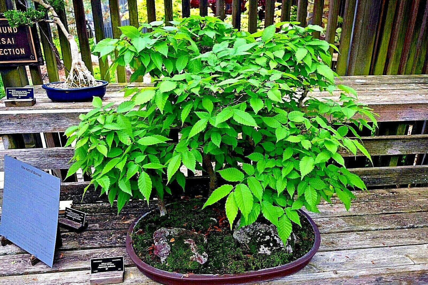 10 Japanese Grey Bark Elm (Zelkova serrata) Tree Seeds - Seed World