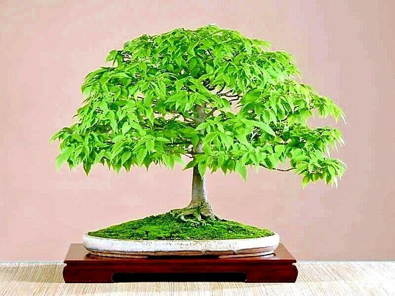 10 Japanese Grey Bark Elm (Zelkova serrata) Tree Seeds - Seed World