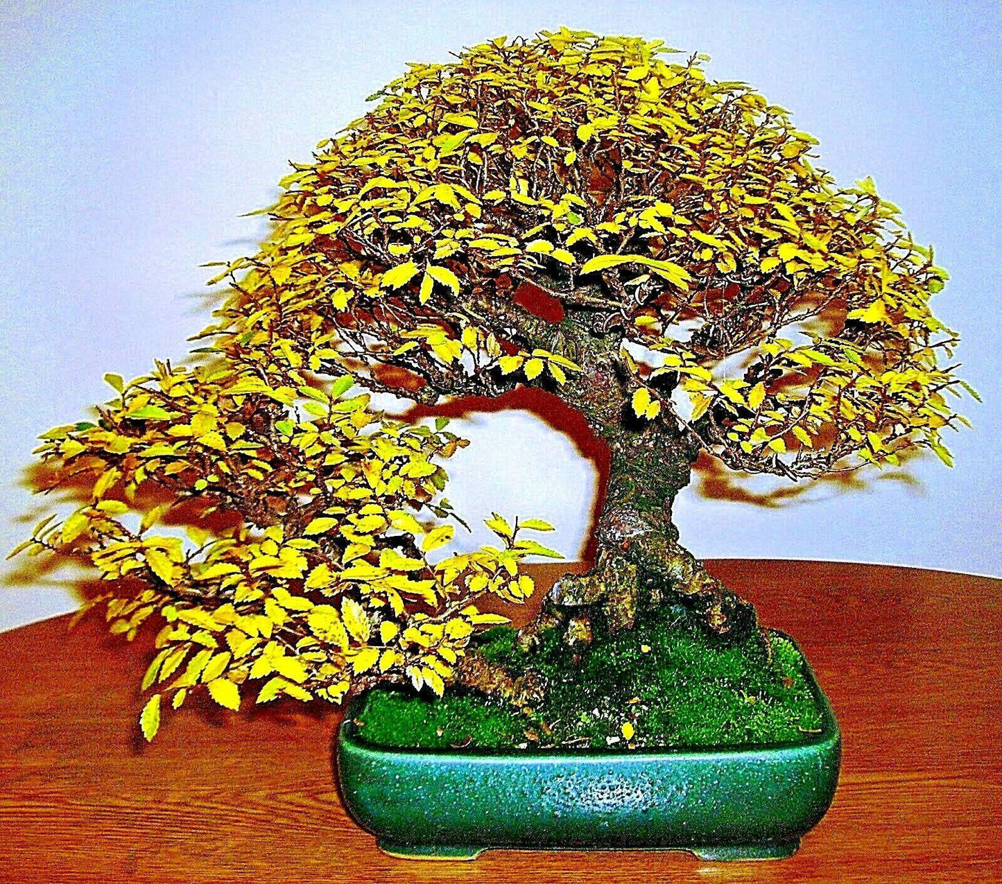 10 Japanese Grey Bark Elm (Zelkova serrata) Tree Seeds - Seed World