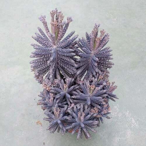 10 Kalanchoe Tubiflora Seeds - Seed World
