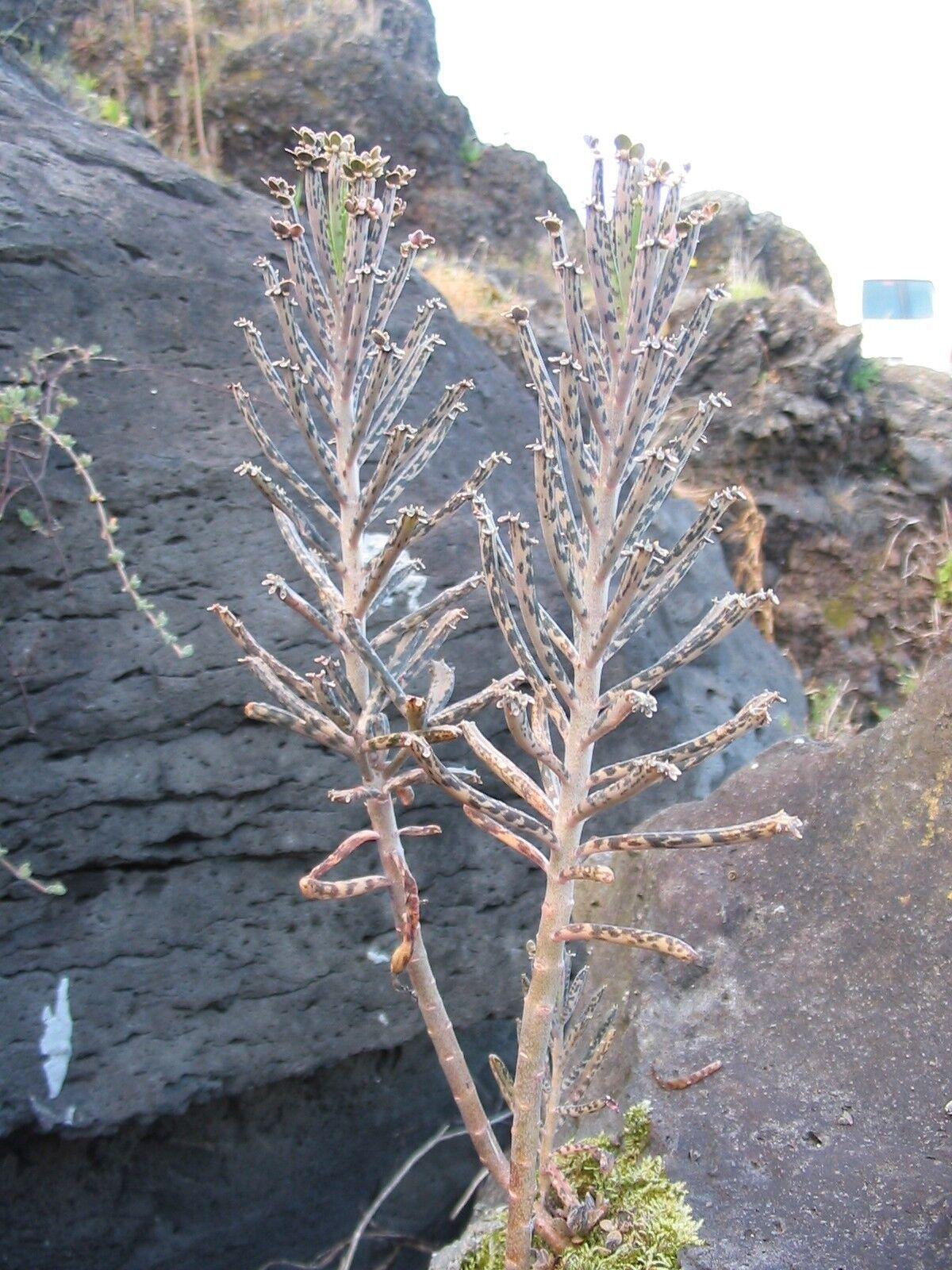 10 Kalanchoe Tubiflora Seeds - Seed World