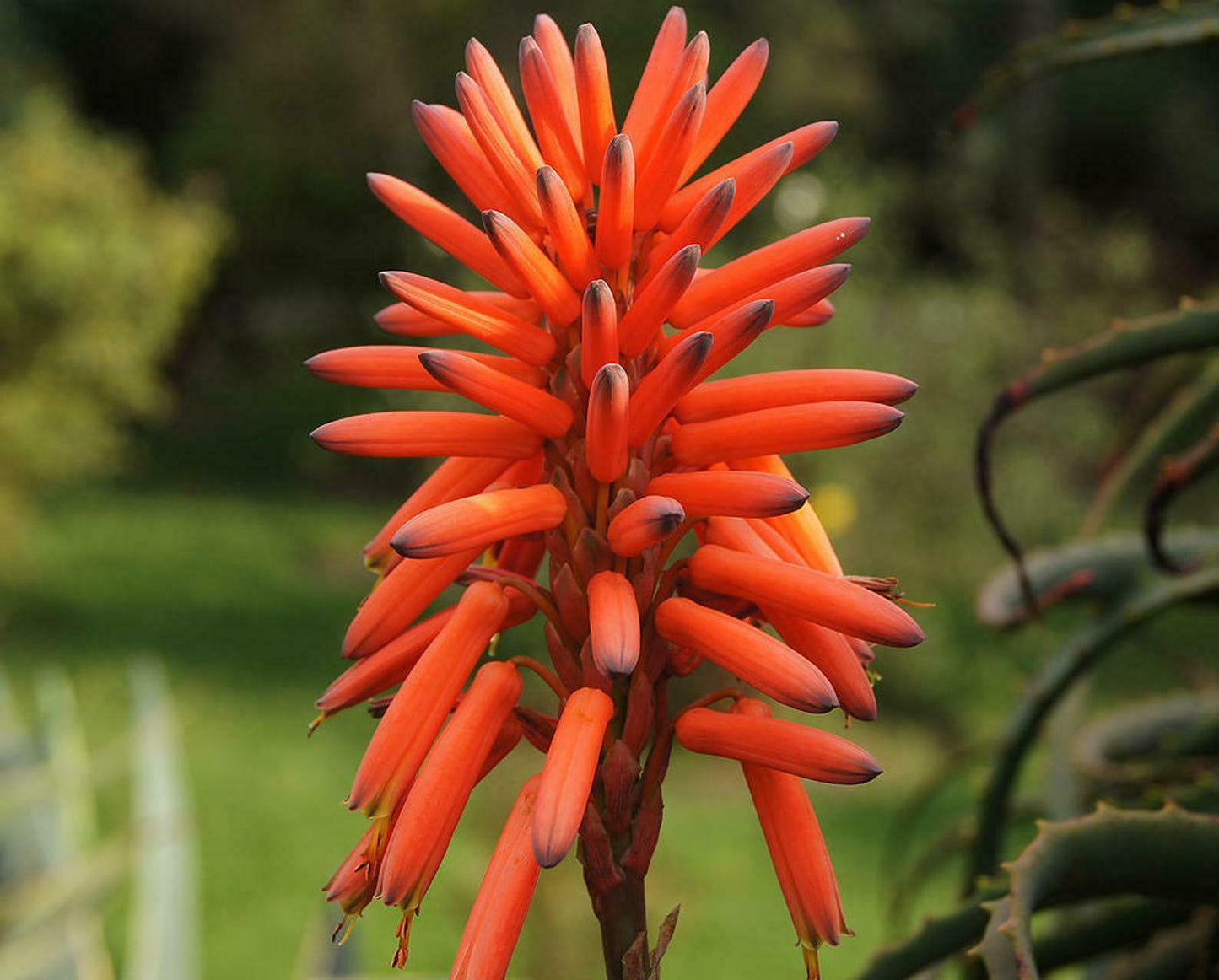 10 Krantz Aloe Seeds - Seed World