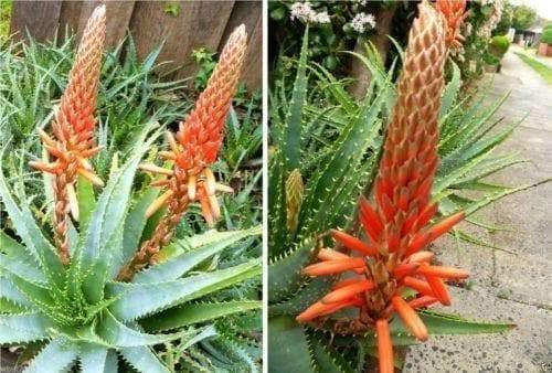 10 Krantz Aloe Seeds - Seed World