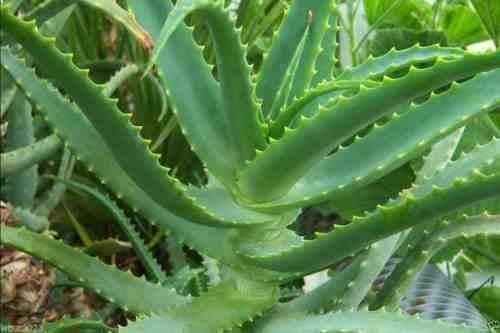 10 Krantz Aloe Seeds - Seed World