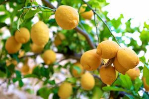 10 Lemon Tree Seeds - Seed World