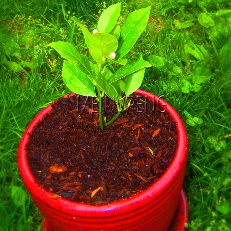 10 Lemon Tree Seeds - Seed World