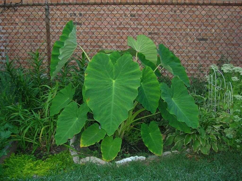 10 LIVE Colocasia Esculenta Elephant Ear - Seed World