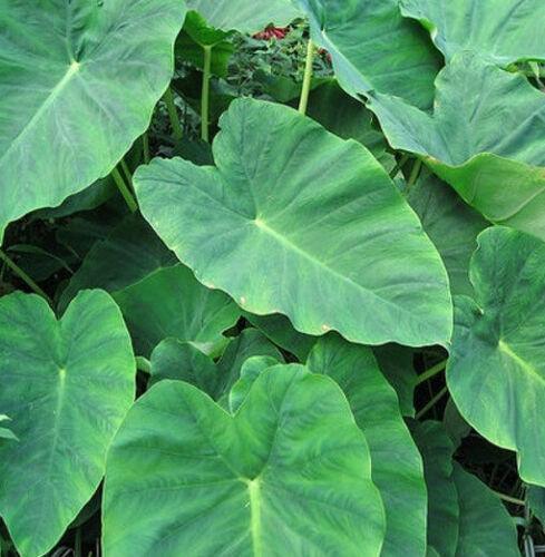 10 LIVE Colocasia Esculenta Elephant Ear - Seed World