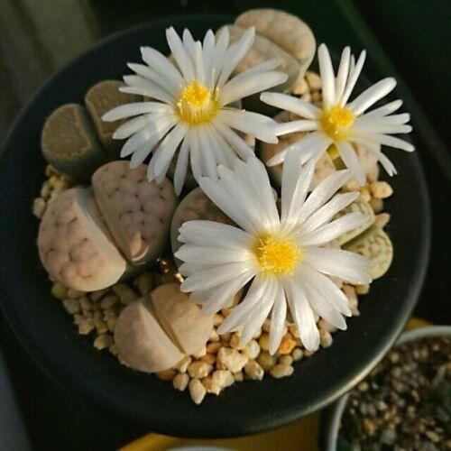 10 LIVE Lithops Living Stones Rare Succulents - Seed World