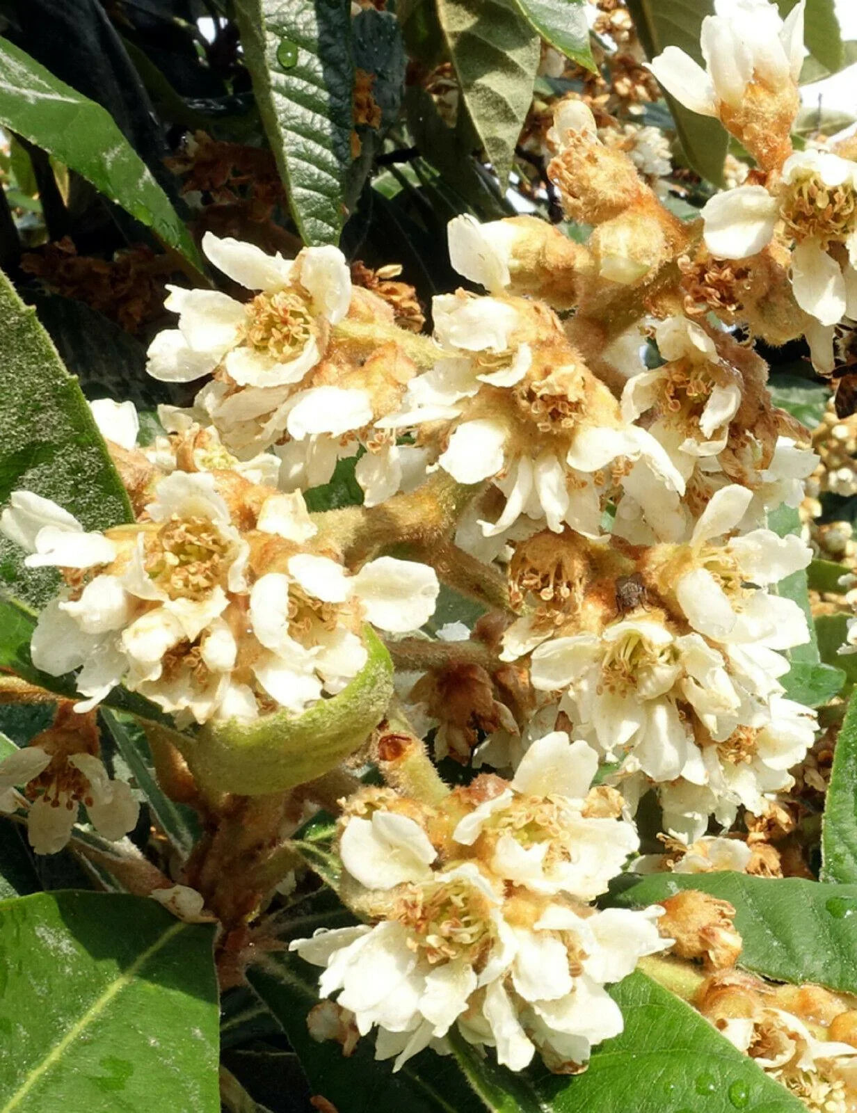 10 Loquat Tree Seeds - Seed World