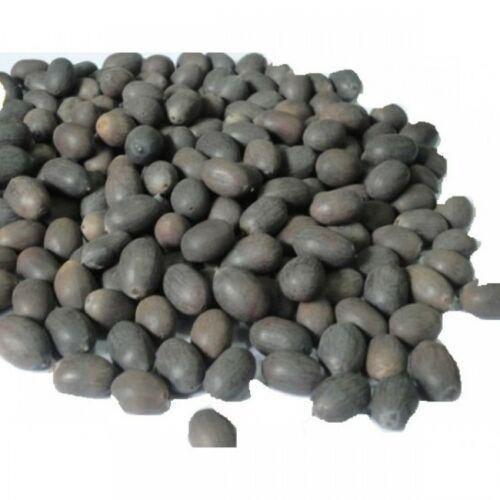10 Lotus Flower Seeds | Rare Aquatic Flower Plant - Seed World