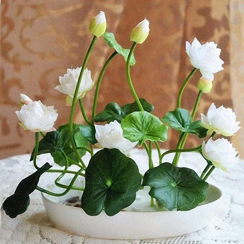10 Lotus Flower Seeds | Rare Aquatic Flower Plant - Seed World