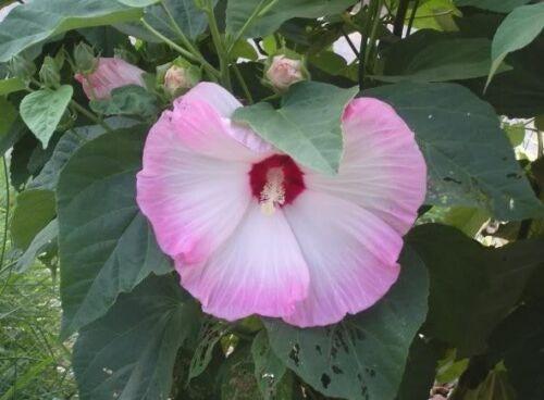 10 Luna Pink Swirl Hibiscus Seeds - Seed World