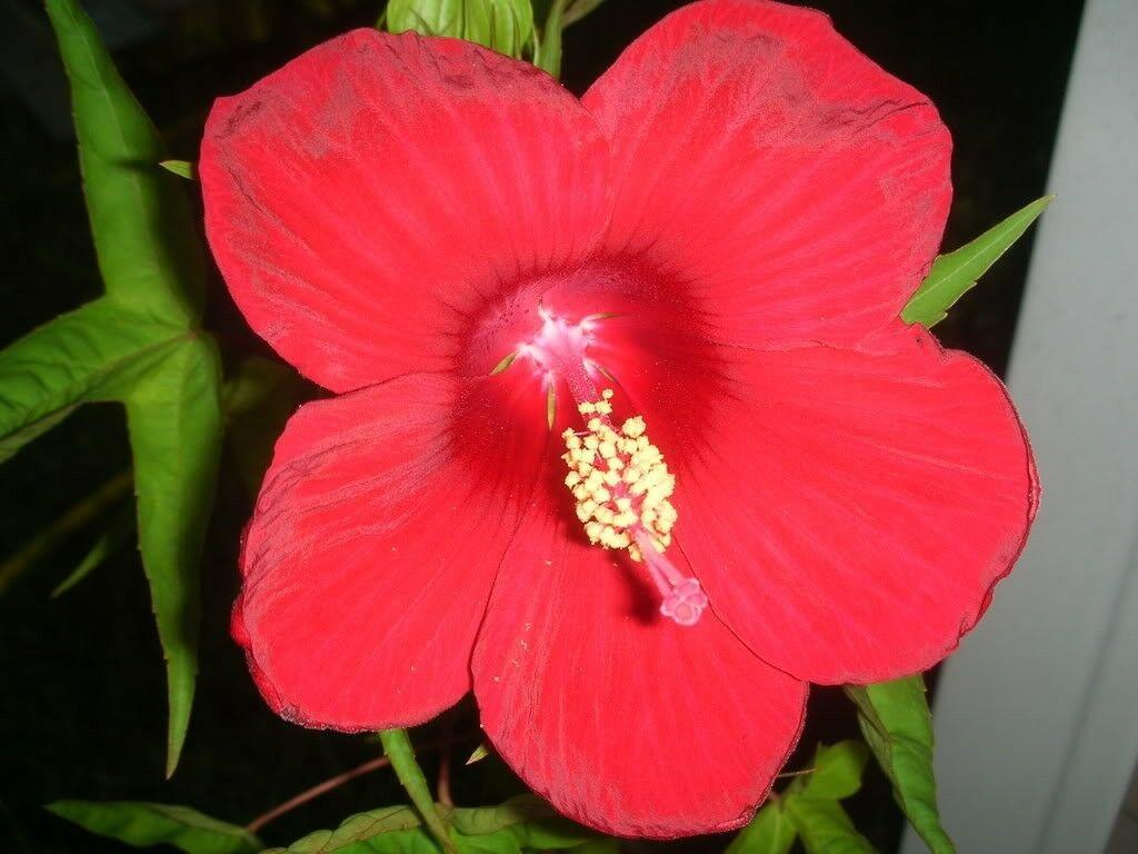 10 Luna Red Hibiscus Seeds - Seed World
