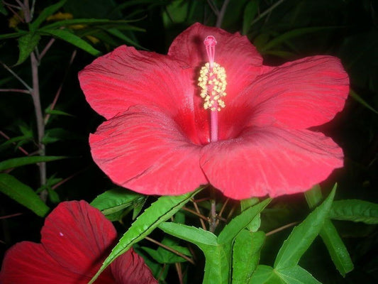 10 Luna Red Hibiscus Seeds - Seed World