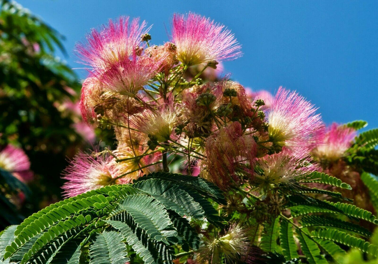 10 Mimosa Seeds (Albizia Julibrissin) Persian Pink Silk Tree - Seed World