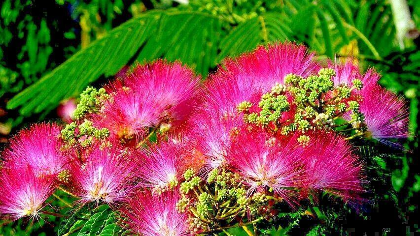10 Mimosa Seeds (Albizia Julibrissin) Persian Pink Silk Tree - Seed World