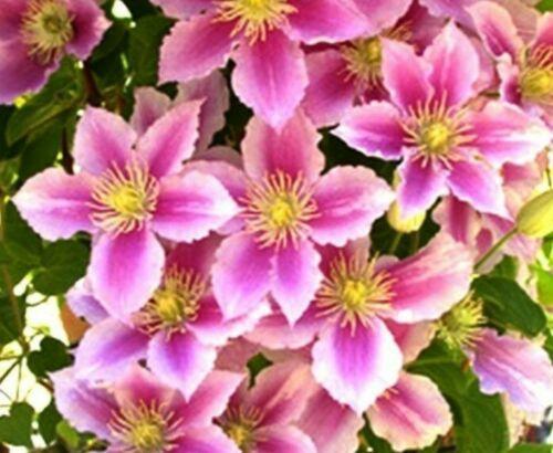 10 Mixed Clematis Seeds - Seed World